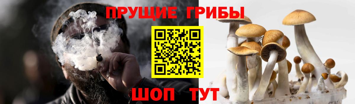Галлюциногенные грибы Cubensis Нижний Новгород